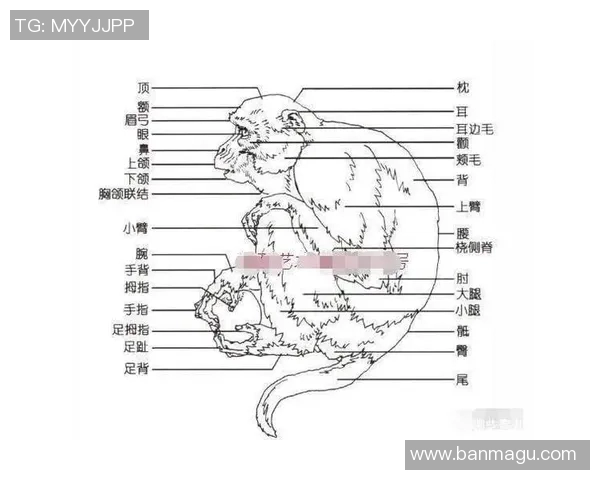 轻松掌握手绘足球明星的简单画法技巧与步骤分享